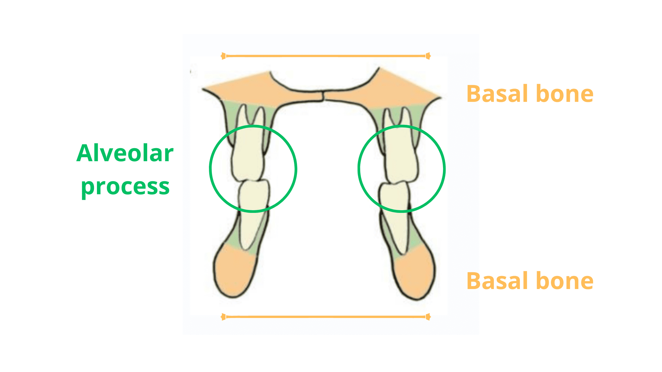 Alveolar process and basal bone