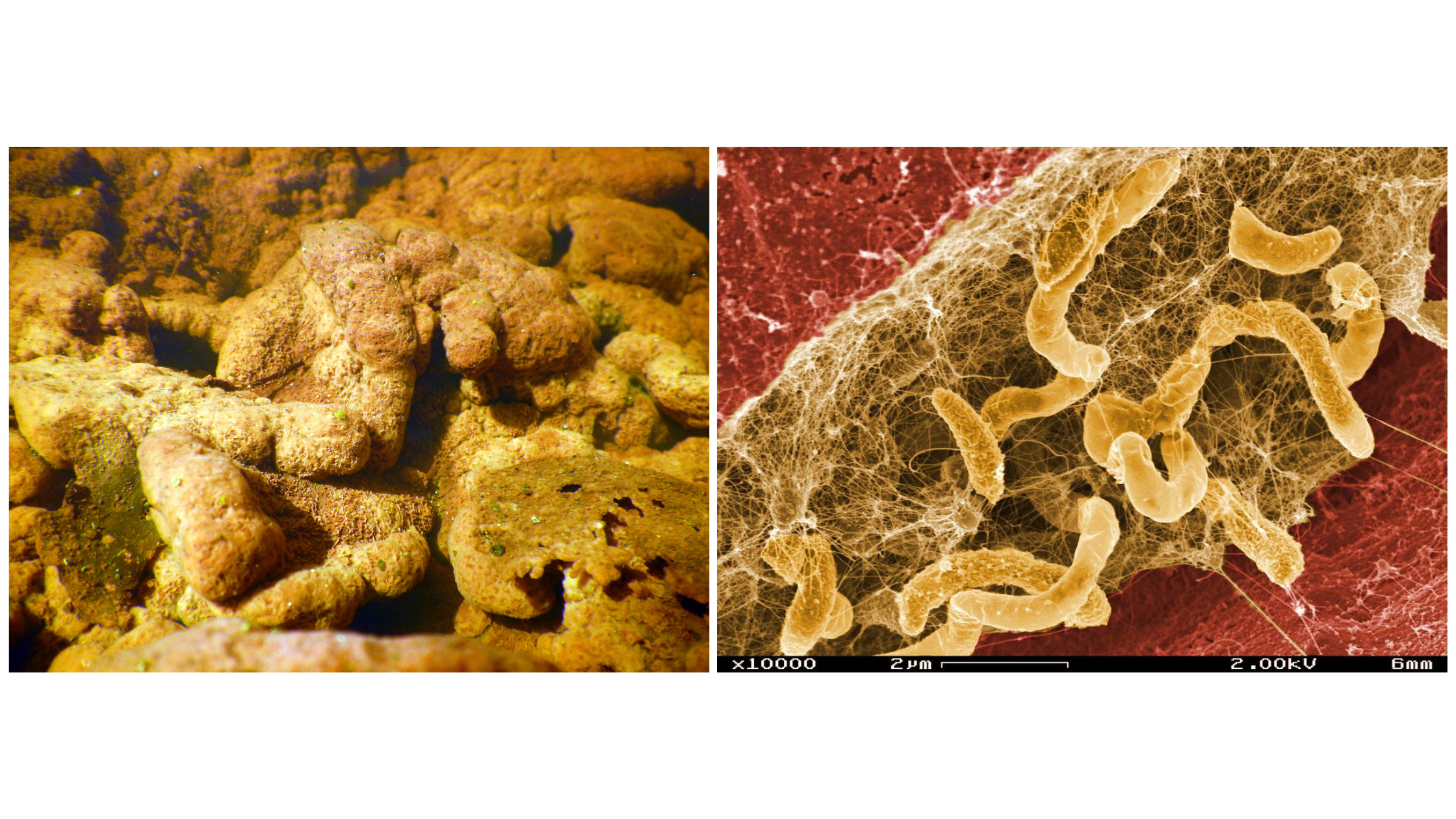 Biofilm in river rocks