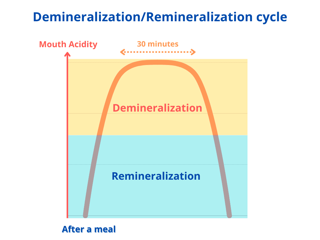the demineralization/remineralization cycle