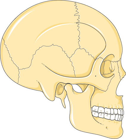 the different facial bones