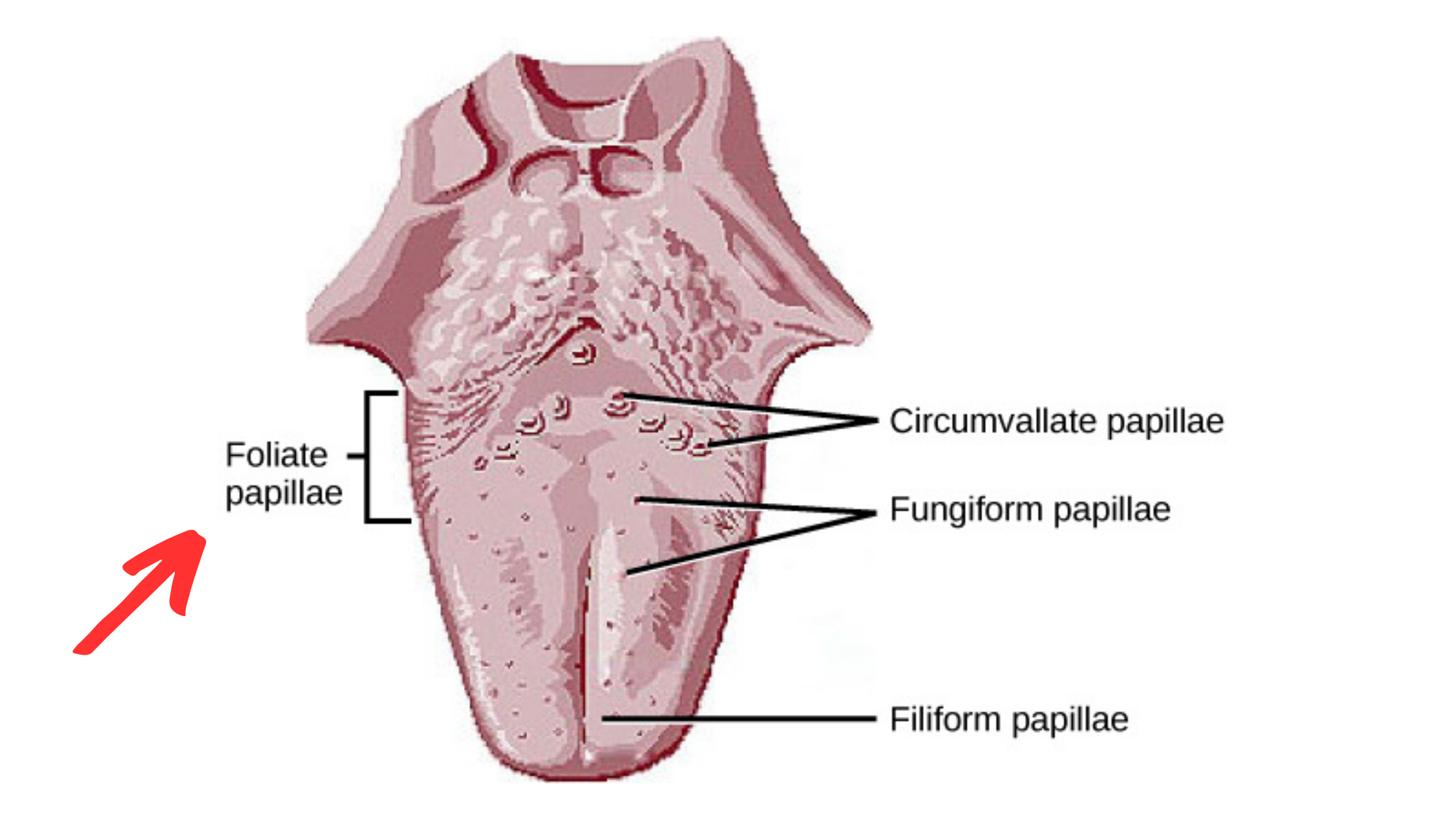 Foliate papillae