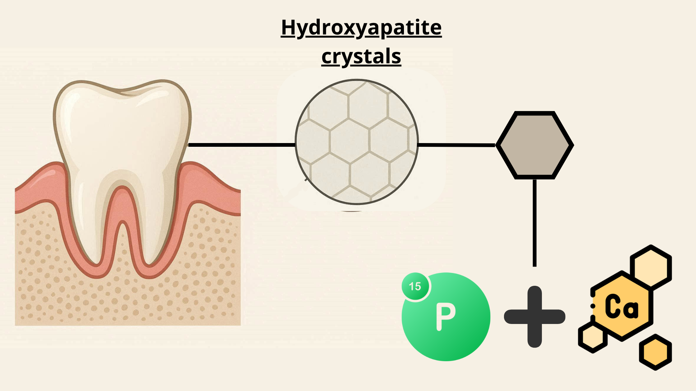 Calcium and phosphorus content of teeth