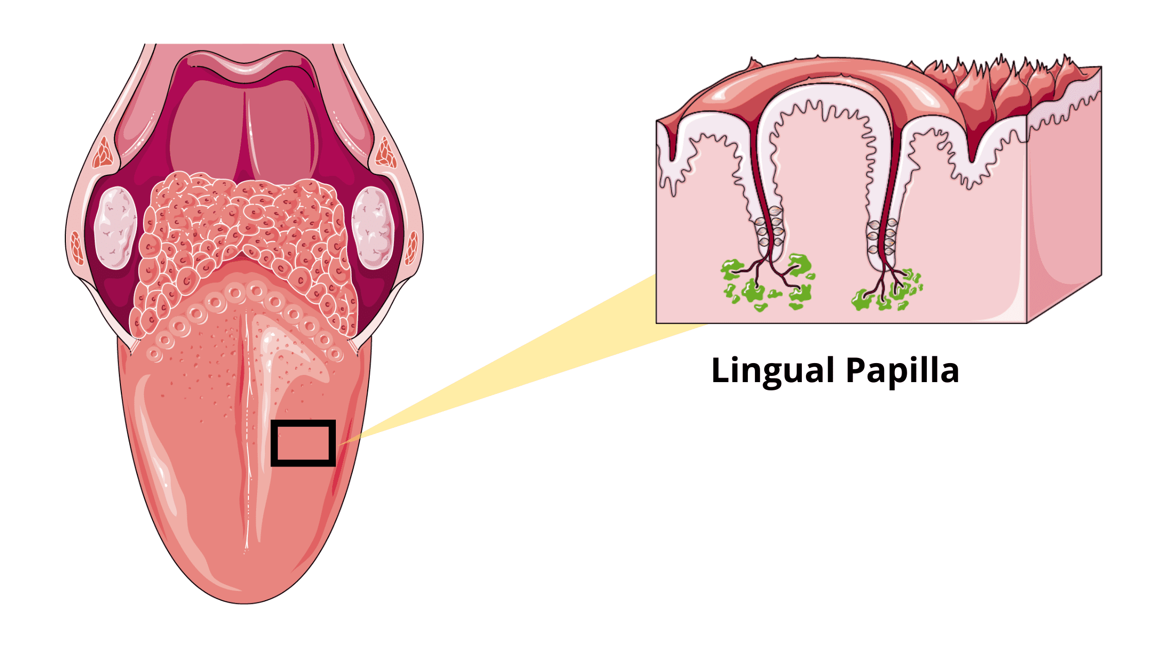 Tongue papillae