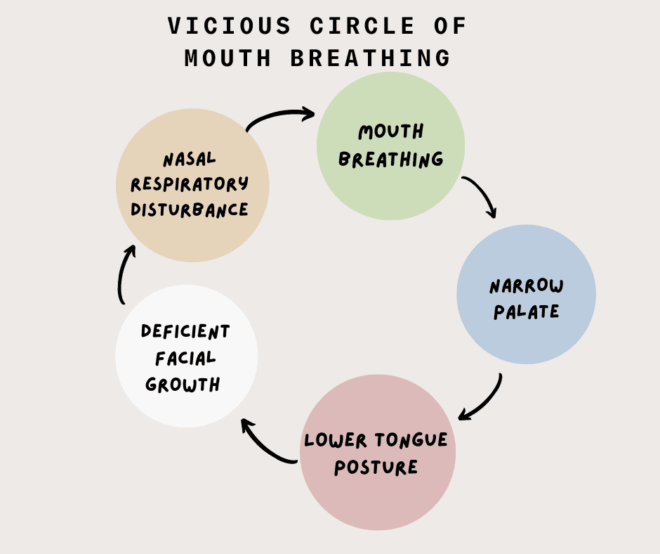 The vicious circle of mouth breathing: impact on facial growth