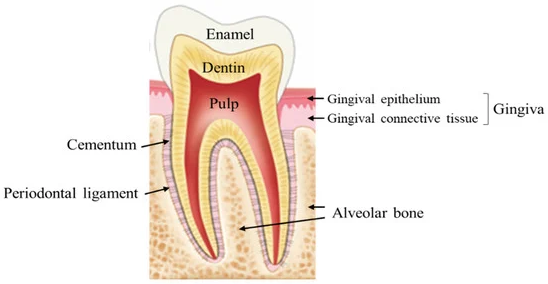 periodontal tissues