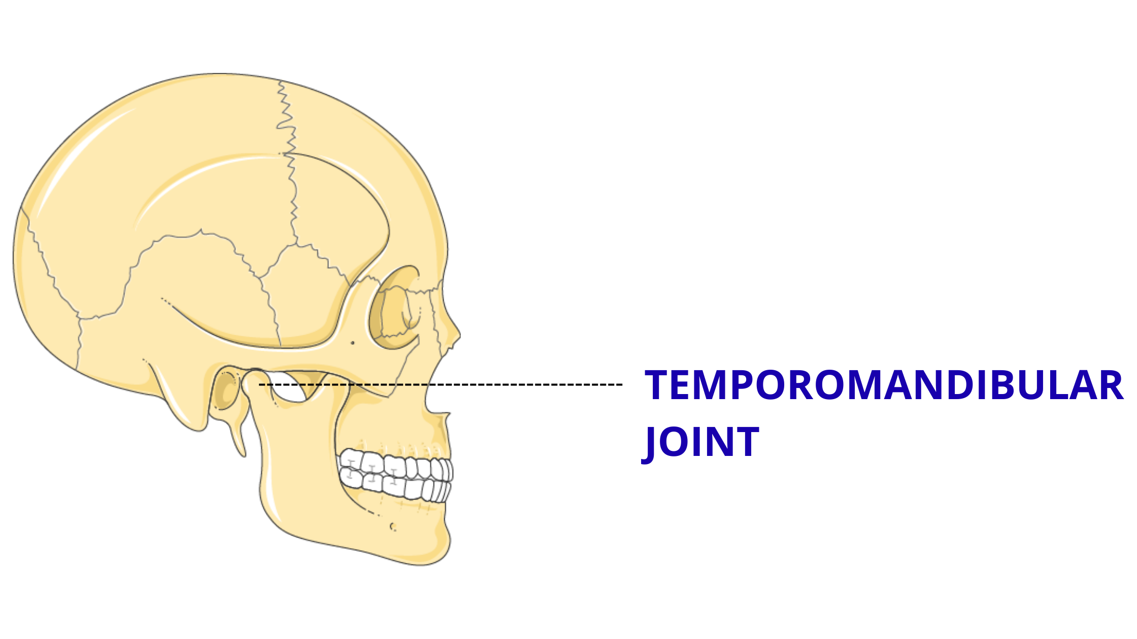 Temporomandibular joint
