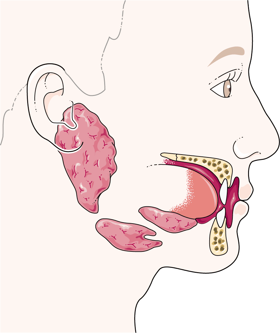 Tongue muscles and their role in jaw growth