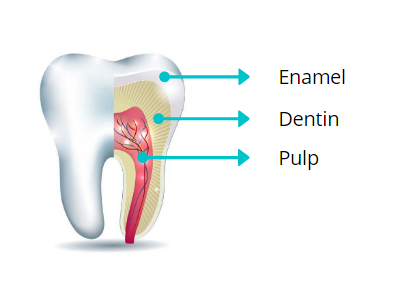 The different tooth layers: enamel, dentin, and pulp