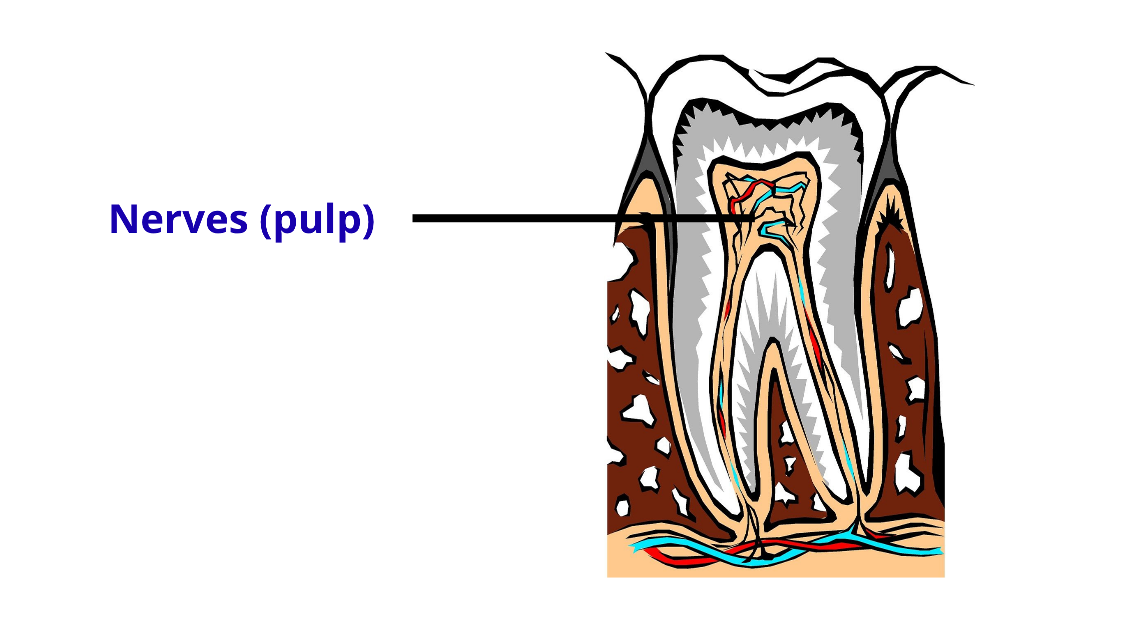 tooth nerves and blood vessels