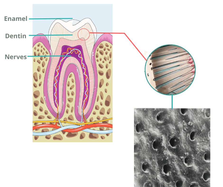 the structure of the tooth