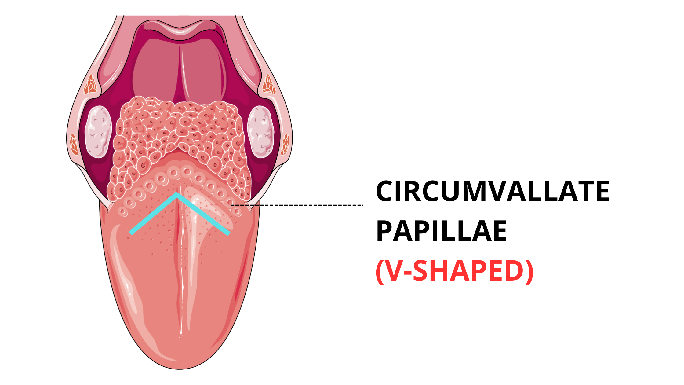 V-shaped circumvallate papillae on back of tongue