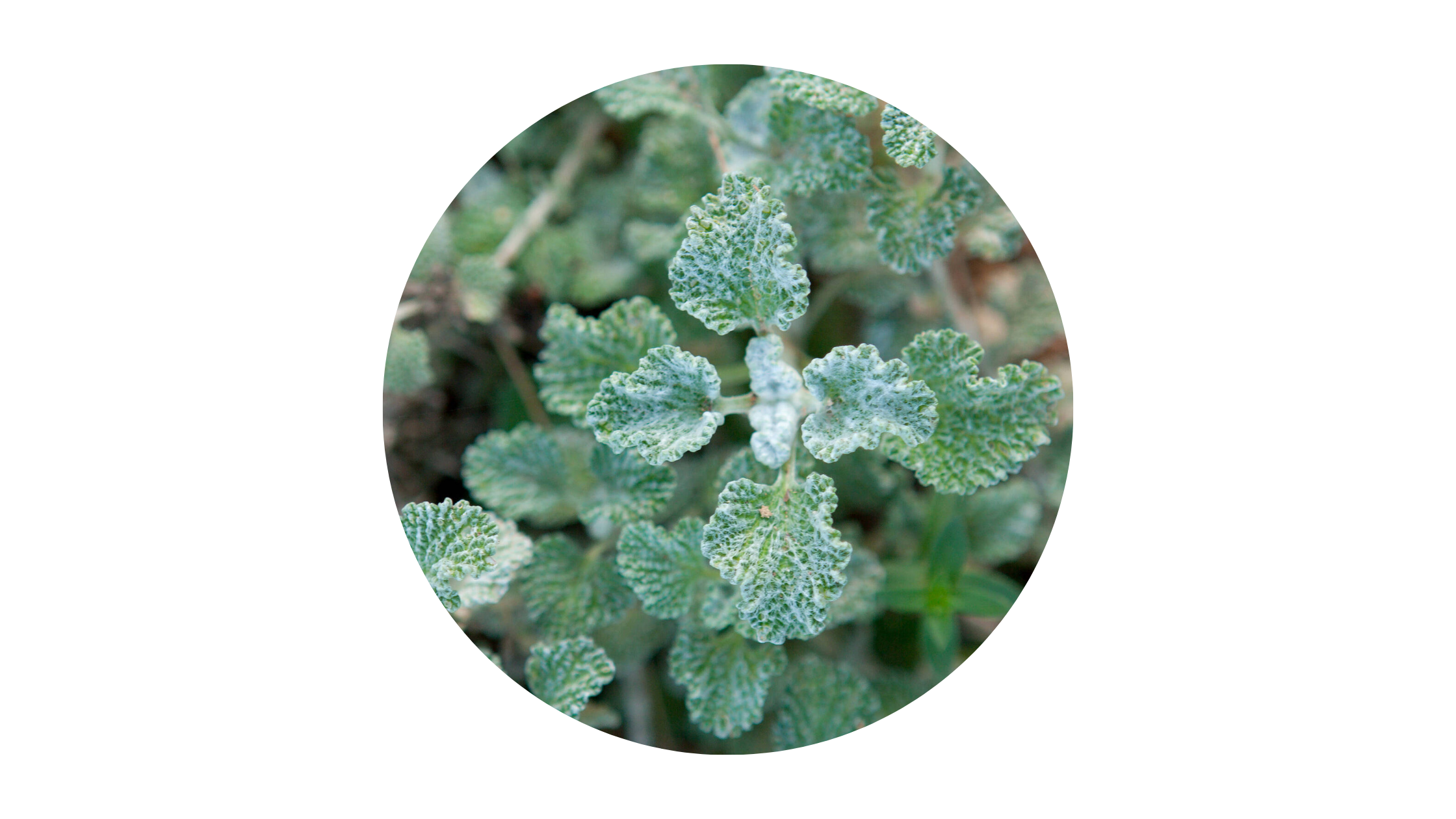 White Horehound for sore gums
